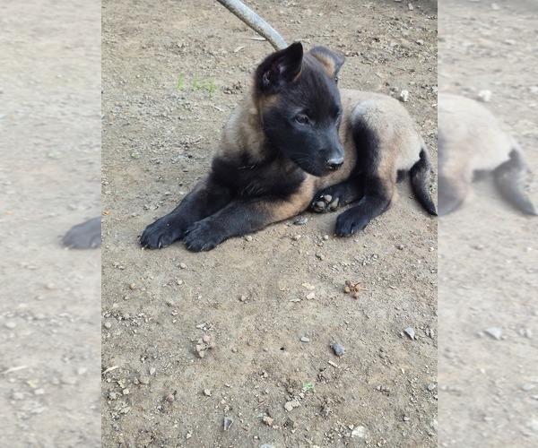 Medium Photo #2 Belgian Malinois Puppy For Sale in DIXON, CA, USA