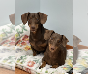 Jasper and Luna - Female Dachshund Dog for Adoption - Photo #8