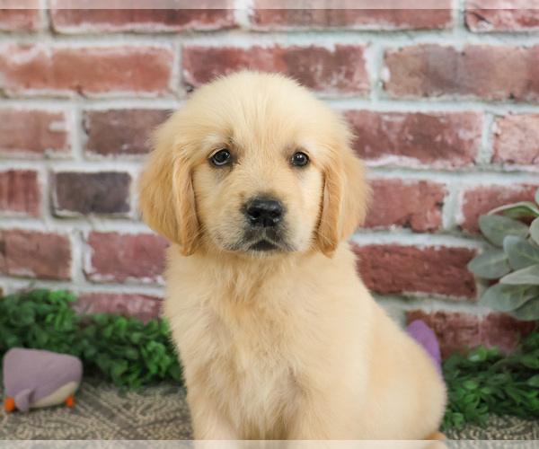Medium Photo #4 Golden Retriever Puppy For Sale in SYRACUSE, IN, USA