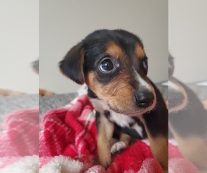 Airedale Terrier-Beagle Mix Puppy for sale in OKOLONA, KY, USA