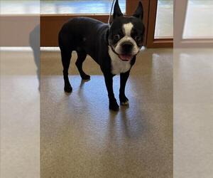 Boston Terrier Dogs for adoption in Upland, CA, USA