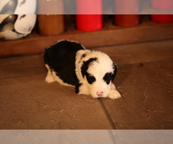 Medium Photo #6 Sheepadoodle Puppy For Sale in STANLEY, VA, USA