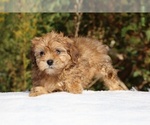 Small #4 ShihPoo
