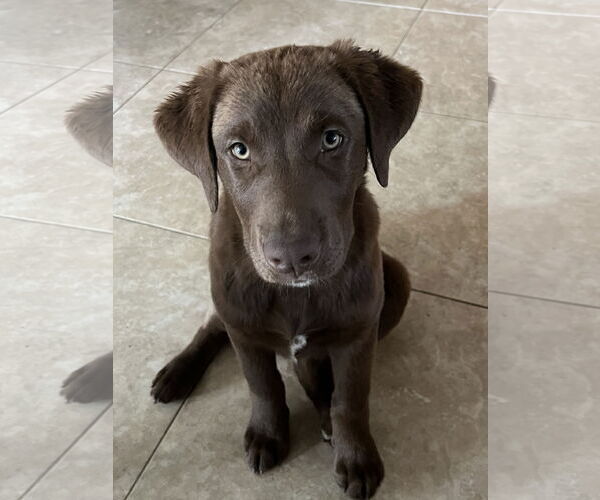 Medium Photo #1 Labrador Retriever-Unknown Mix Puppy For Sale in Newport Beach, CA, USA