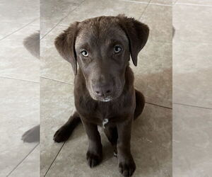 Labrador Retriever-Unknown Mix Dogs for adoption in Newport Beach, CA, USA