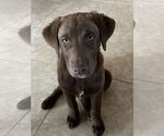 Small Labrador Retriever Mix