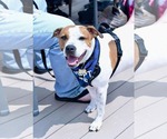 Small #2 American Pit Bull Terrier Mix