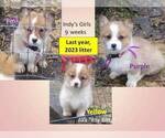 Small #3 Pembroke Welsh Corgi