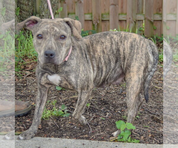Medium Photo #2 American Staffordshire Terrier-Boxer Mix Puppy For Sale in Huntley, IL, USA
