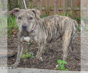 Smooch - Female American Staffordshire Terrier-Boxer Mix Dog for Adoption - Photo #2