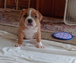 Puppy 6 American Bully