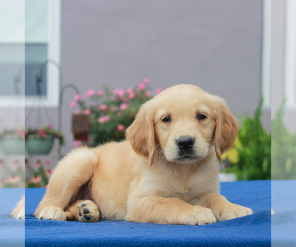 Medium Photo #4 Golden Retriever Puppy For Sale in GORDONVILLE, PA, USA