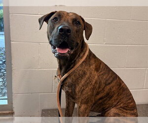 Plott Hound-Unknown Mix Dogs for adoption in Tavares, FL, USA