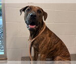 PERCY - Male Plott Hound-Unknown Mix Dog for Adoption - Small photo