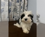 Small #5 Havanese