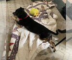 Small Photo #12 Mutt Puppy For Sale in Philadelphia, PA, USA