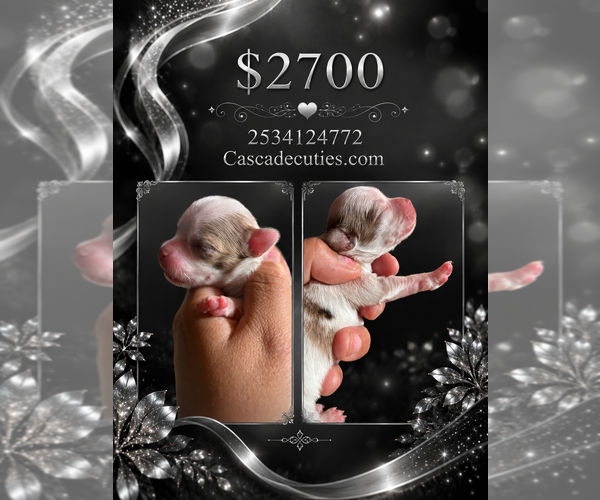 Medium Photo #9 Chihuahua Puppy For Sale in LAKEWOOD, WA, USA