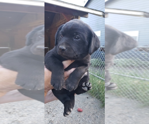 Medium Photo #27 Labrador Retriever Puppy For Sale in OLYMPIA, WA, USA