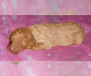 Labradoodle Puppy for sale in LA HABRA, CA, USA