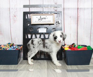Aussiedoodle Puppy for sale in MARIETTA, GA, USA