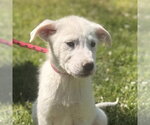 Small Great Pyrenees