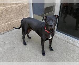 American Pit Bull Terrier-Unknown Mix Dogs for adoption in Aurora, IL, USA