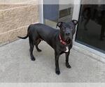 Small American Pit Bull Terrier Mix