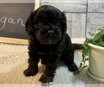 Small Photo #4 Cavapoo Puppy For Sale in LEICESTER, NC, USA