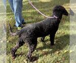 Small #3 Poodle (Miniature) Mix