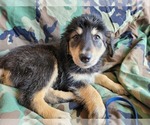 Small Photo #6 Goberian Puppy For Sale in APPLE VALLEY, CA, USA