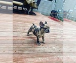 Small Photo #3 French Bulldog Puppy For Sale in WESTERVILLE, OH, USA