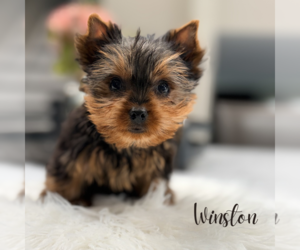 Yorkshire Terrier Puppy for sale in ADDISON, IL, USA
