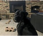 Small Photo #1 Boxer Puppy For Sale in Woodbury, MN, USA