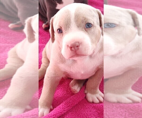 Medium Photo #7 American Bully Puppy For Sale in COUDERSPORT, PA, USA
