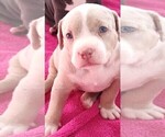 Small #4 American Bully