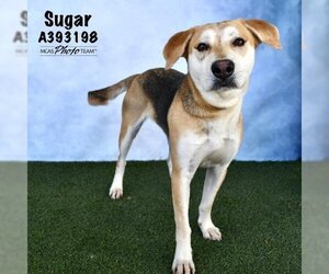 American Foxhound-Unknown Mix Dogs for adoption in Conroe, TX, USA