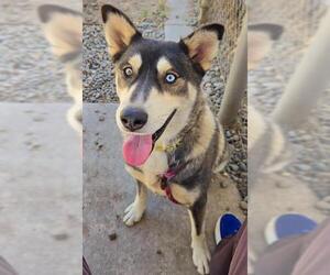 Siberian Husky-Unknown Mix Dogs for adoption in Sacramento, CA, USA