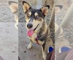 Small Siberian Husky Mix
