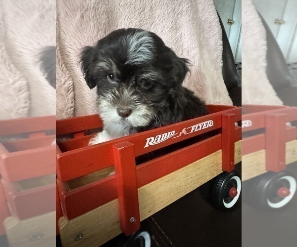 Medium Photo #4 Havanese Puppy For Sale in SATSUMA, FL, USA