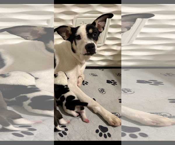 Medium Photo #8 Labrador Retriever-Unknown Mix Puppy For Sale in Brooklyn Center, MN, USA