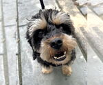 Small #1 Cavapoo