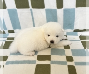 Samoyed Puppy for Sale in AURORA, Colorado USA