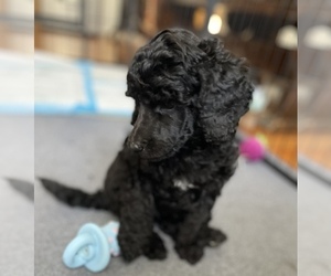 Poodle (Standard) Puppy for sale in TROY, NH, USA