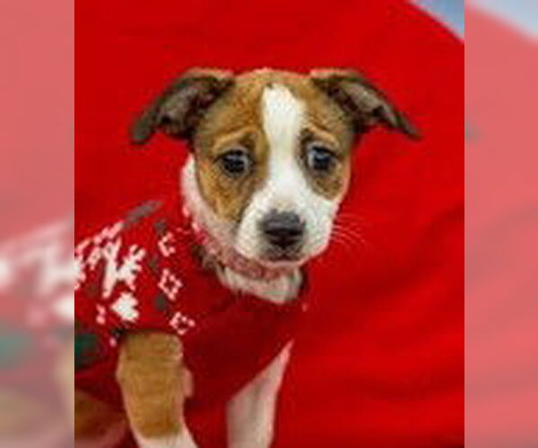 Medium Photo #2 Border Terrier-Unknown Mix Puppy For Sale in Fremont, CA, USA