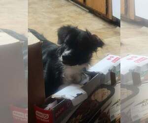 Oreo - Female Border Terrier-Unknown Mix Dog for Adoption - Photo #6