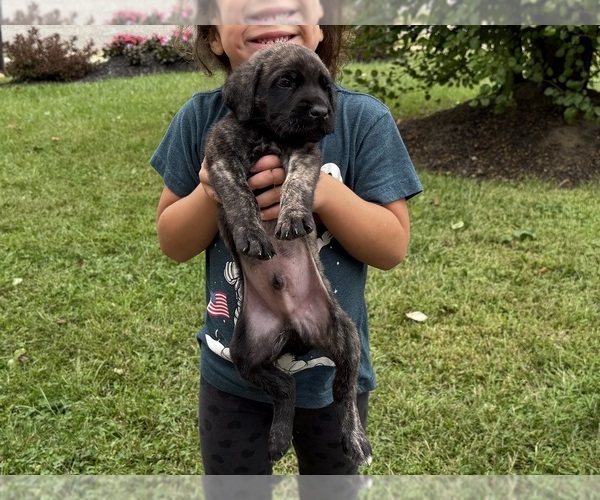 Medium Photo #3 Mastiff Puppy For Sale in SICKLERVILLE, NJ, USA