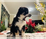 Small Photo #23 Siberian Husky Puppy For Sale in SUGAR LAND, TX, USA