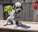 Small Photo #84 Dalmatian Puppy For Sale in GOSHEN, IN, USA