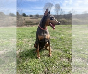 Mother of the Doberman Pinscher puppies born on 11/13/2024
