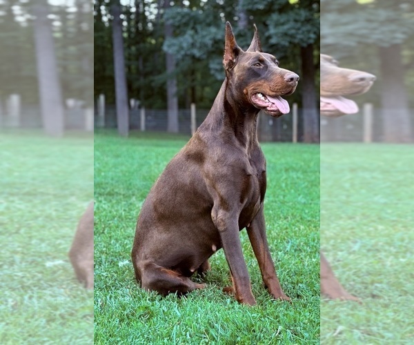 Medium Photo #11 Doberman Pinscher Puppy For Sale in NEWTON, NC, USA